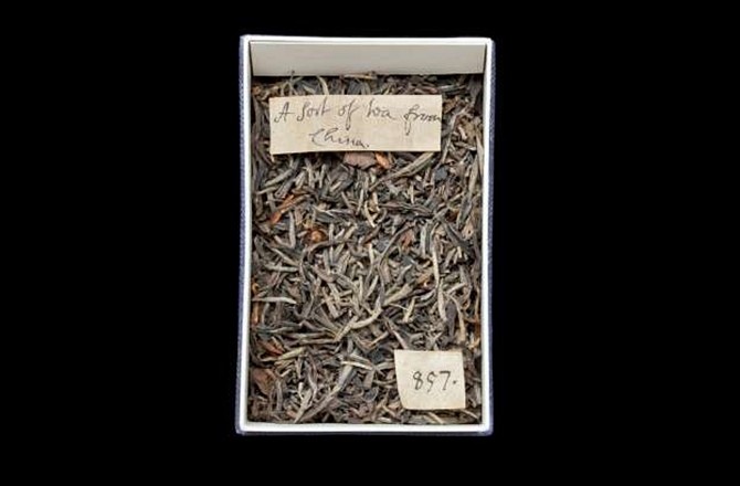 Londra’daki Doğal Tarih Müzesi’nde bulunan kurutulmuş çay yaprakları. (Natural History Museum/Queen Mary University of London) 