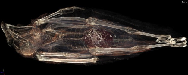 SACHM 2575 olarak adlandırılan kerkenezin 3 boyutlu fotoğrafında, kuşun yemek borusundan midesine uzanan fare kuyruğu görülüyor. Fotoğraf: Stellenbosch University