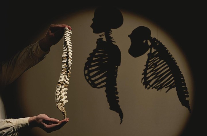 Australopithecus afarensise (Lucy) ait bir omurganın bir modeli, modern insana ve şempanzenin gölgelerinin yanında yerini almış