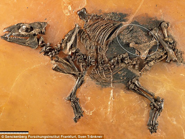 Almanya’da 48 Milyon Yıllık At ve Doğmamış Yavrusunun Fosili Bulundu