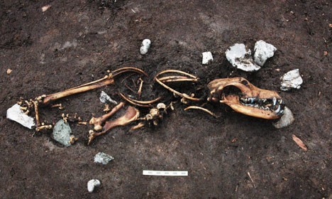 8 köpek iskeleti ve beraberinde üç bağlama kazığı bulundu. Fotoğraf: Jacob Due/Moesgaard Müzesi