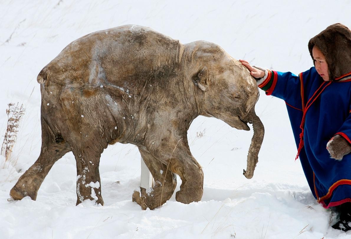 40.000 yıldır donmuş halde olan mamut yavrusu 2007’de Sibirya’da rengeyiği çobanları tarafından keşfedilmişti.  Eriyen buz tabakalarının içinden uzun süredir donmuş başka kalıntılar da gün ışığına çıkabilir. Fotoğraf: Francis Latreille, National Geographic Creative  