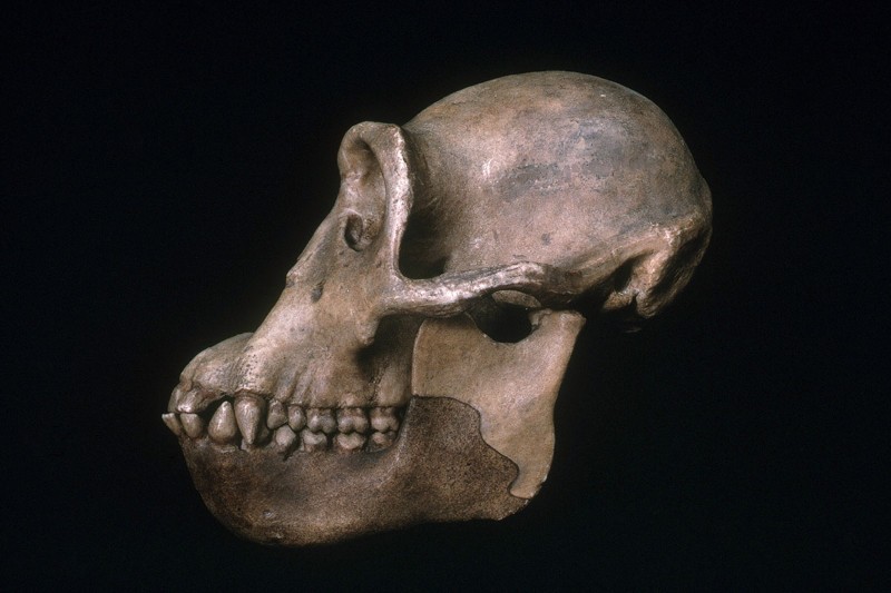 12.5 milyon yıl önce yaşayan Dryopithecus (Görsel: E. R. Degginger/SPL)