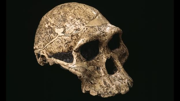 Australopithecus kafatası (Foto: Pascal Goetgheluck/SPL)