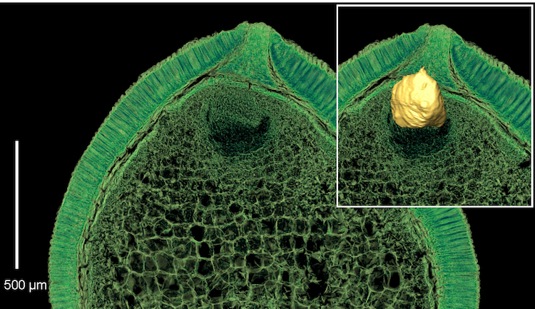 Kretase dönemi ilk zamanlarından kalan iyi muhafaza edilmiş embriyo ve besin deposunu gösteren sanal kesitler (Soldaki: 2D canlandırım, sağdaki: 3D canlandırım). F: Else Marie Friis.