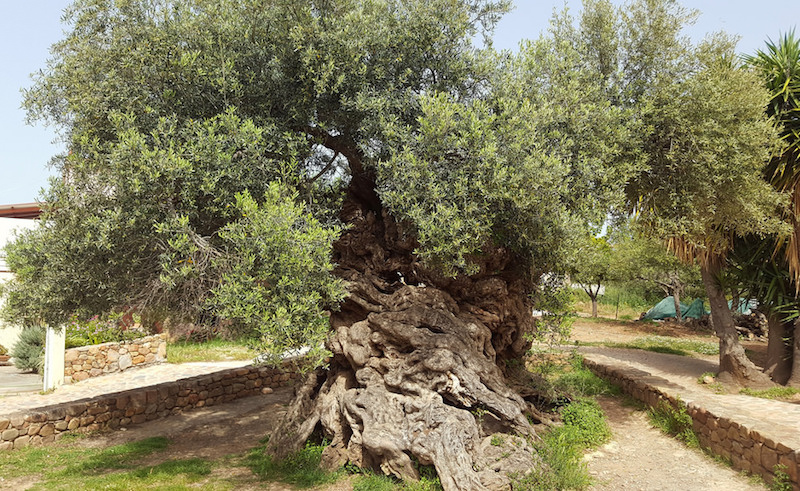 Girit Adasında 3000 Yıllık Zeytin Ağacı Hala Meyve Veriyor Arkeofili