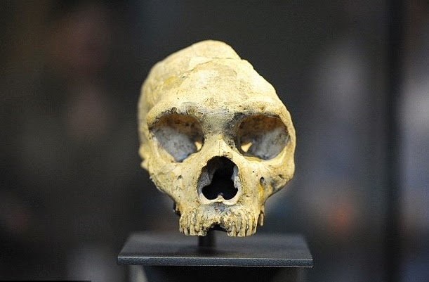 neandertaller bulaşıcı hastalıklar yüzünden yok oldu