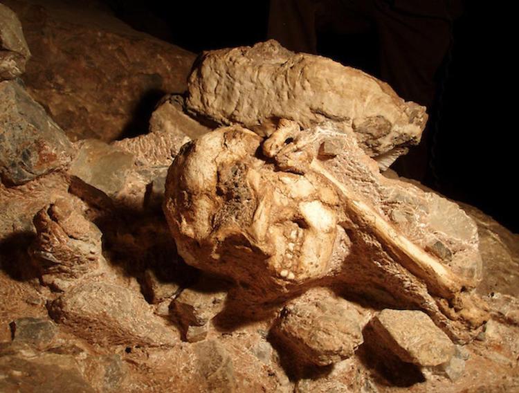 lucy'nin atası little foot 3.67 milyon yaşında