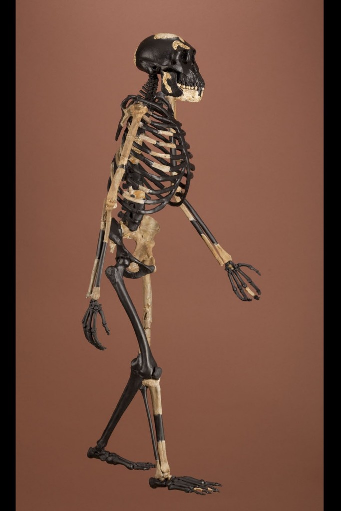 Ünlü Australopithecus Fosili Lucy’nin Kemikleri Arasından bir Babun Kemiği Çıktı