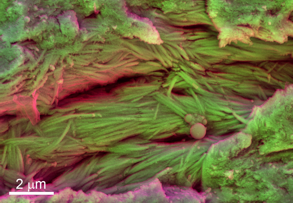 Bir dinozorun kaburgalarındaki mineralleşen dokular, elektron mikrografıyla görülüyor. görsel: Sergio Bertazzo