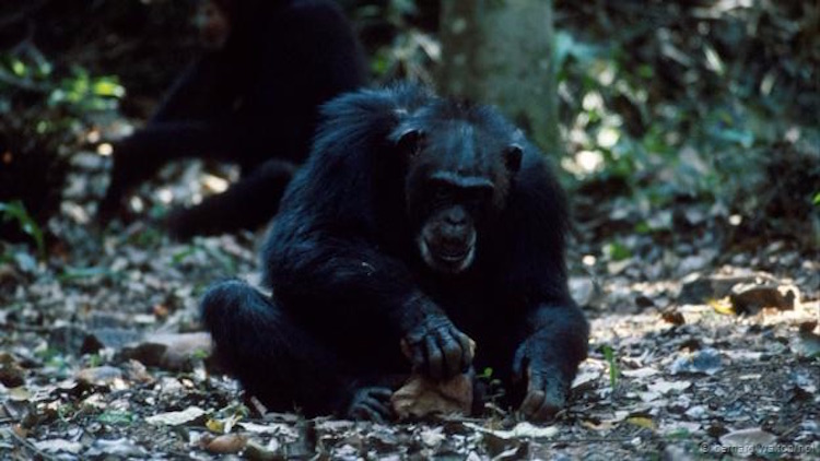 Şempanzeler binlerce yıldır alet kullanıyor. (Bernard Walton/NPL)