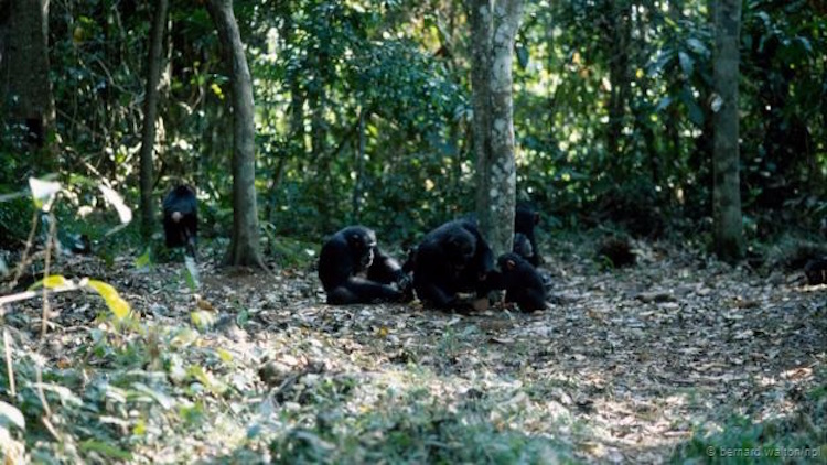 Bir grup şempanze, taşlarla kabuklu yemiş kırıyor. (Bernard Walton/NPL)