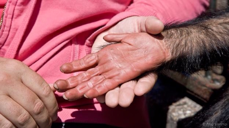 İnsan eli, şempanze elinden daha az gelişmiş. (Doug Allan/NPL)