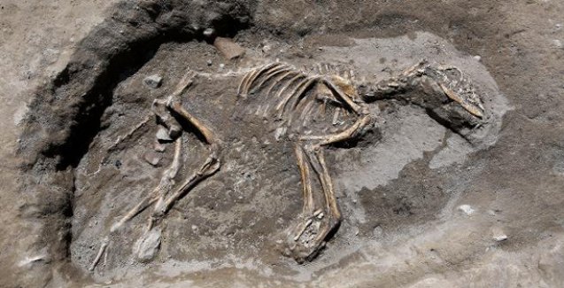 Van’da Ev İçine Gömülmüş 3000 Yıllık Köpek İskeleti Bulundu