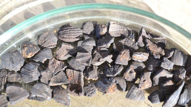 İngiltere Adasında 8000 Yıllık Yenmiş Fındık Kabukları Bulundu