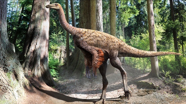 Kretase döneminde yaşayan dinozor tüylerin gelişimi hakkında yeni bilgiler sunabilir. [Fotoğraf: Julius Csotonyi]