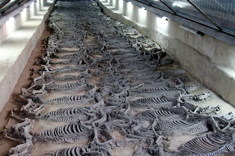 2500 Yıl Önce Çin İmparatorunun Yanında Gömülen 500 At Sergilenecek