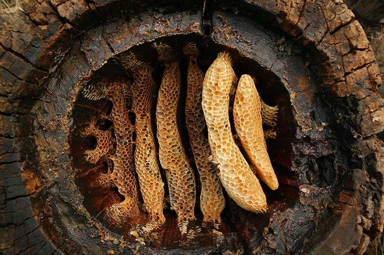 2015 Yılında Türkiye’den En Önemli 10 Arkeolojik Keşiflerinden çayönü ve çatalhöyük'te bulunan balmumu kalıntıları