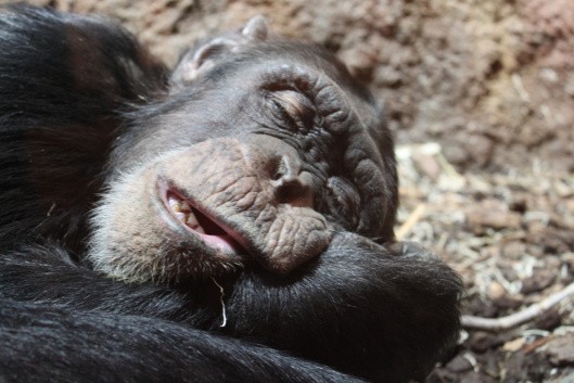 İnsanlar Diğer Primatlara Göre Daha Az ve Daha Verimli Uyuyor
