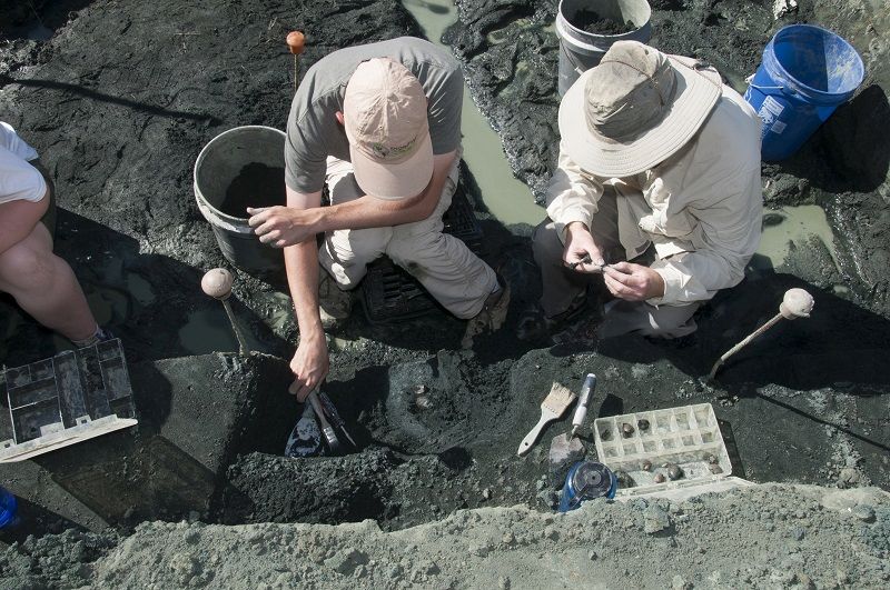 Araştırmacılar kemik yatağının binlerce fosil içeren bir kısmını kazıyorlar. Kaynak: Rowan Üniversitesi