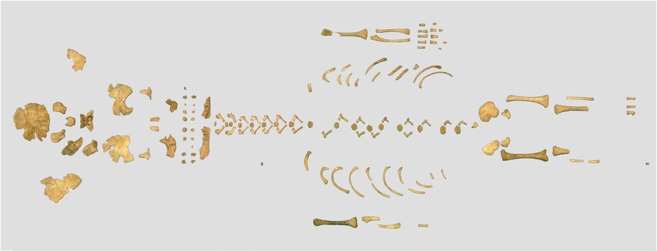 Fransa'daki Le Moustier 2 Neandertal iskeleti - yenidoğan iskeleti. İskeletin 2008 restorasyonu görülüyor. (F: Philippe Jugie, Musée national de Préhistoire, Les Eyzies-de-Tayac Sireuil. © MNP ) 