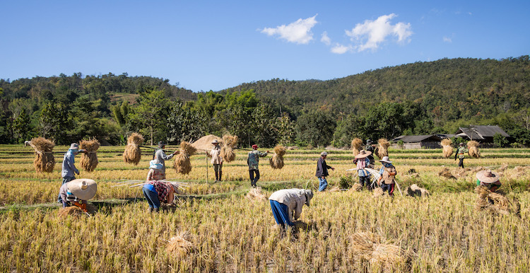 Çin'de 8000 Yıllık Pirinç Tarlası Bulundu
