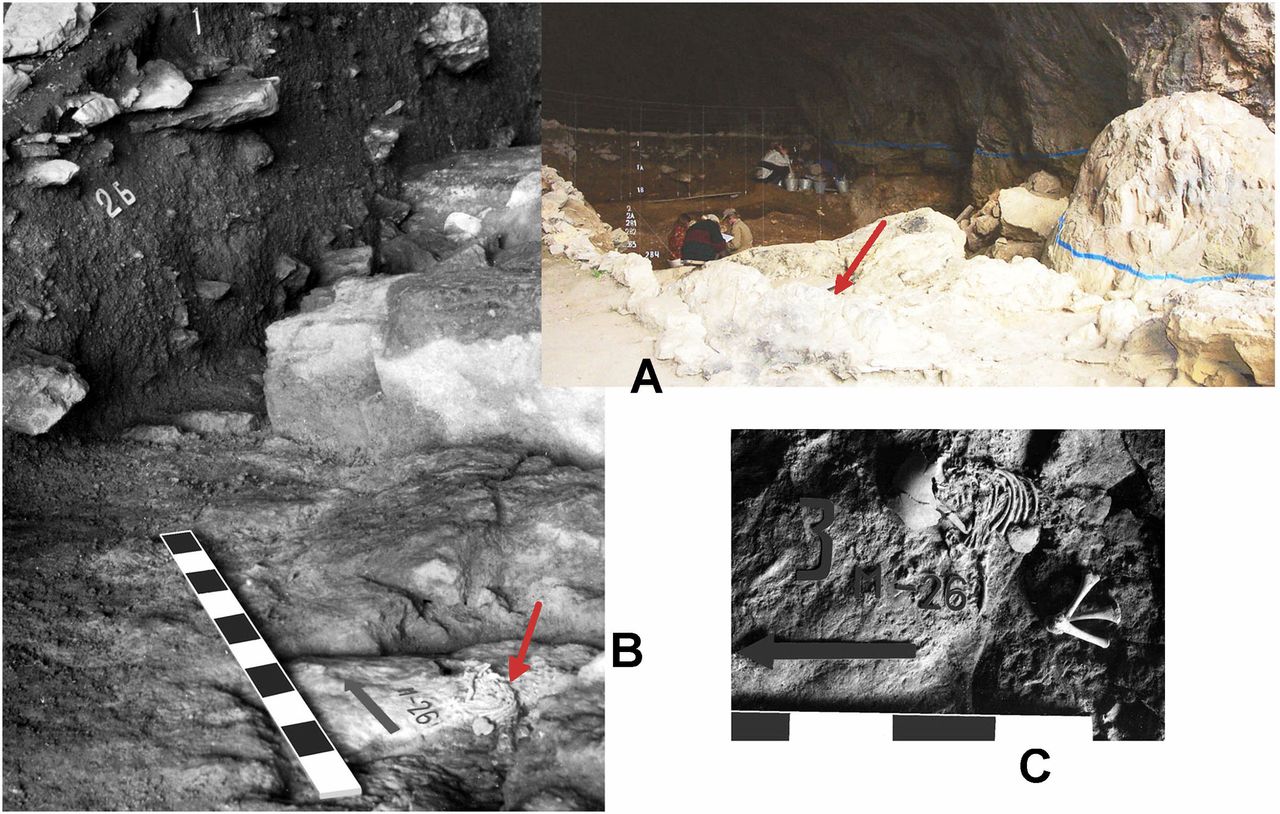 Rusya'daki Mezmaiskaya mağarası ve orada bulunan Neandertal yenidoğan iskeleti. A ve B'de kırmızı okla gösterilen yer iskeletin bulunduğu yer. C'de Neandertal bebek iskeleti anatomik pozisyonda görülüyor. (F: A ve B L.V.G.'ye aittir. C -Golovanova LV, Hoffecker JF, Kharitonov VM, Romanova G (1999) Mezmaiskaya Cave: A Neanderthal occupation in the northern Caucasus. Curr Anthropol 40:77–86) 