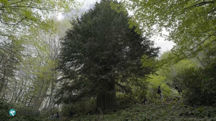 Zonguldak'ta Bronz Çağ'a tarihlenen Porsuk ağacının (Taxus baccata), Anadolu'nun bilinen en yaşlı ağacı olduğu ortaya çıktı. Ağaç aynı zamanda dünyanın en yaşlı beş ağacı arasına girdi.