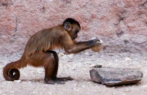 Maymunlar Sadece İnsanların Keskin Kenarlı Taş Aletler Yapabildiği Teorisini Çürüttü