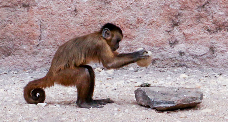 Maymunlar Sadece İnsanların Keskin Kenarlı Taş Aletler Yapabildiği Teorisini Çürüttü