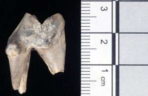 Stonehenge'te bulunan evcil köpeğe ait diş, köpeğin 400 kilometre yol katettiğini gösteriyor