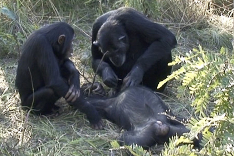 Şempanzeler Ölülerinin Dişlerini Temizlerken Görüntülendi