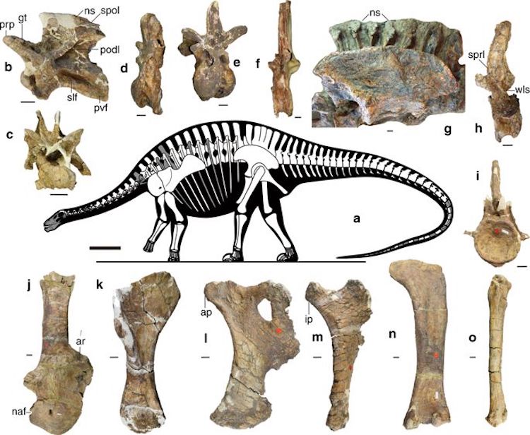 New type of dinosaur found - image din2 on https://archaeologys.com