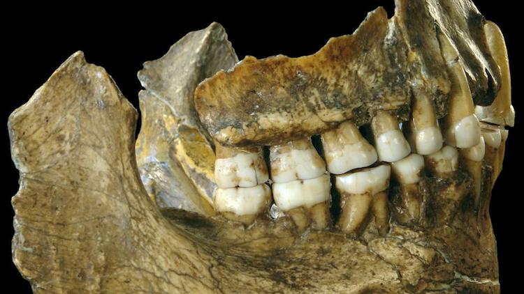 450 000 Y ll k Di ler Neandertal Benzeri zellikler Ta yor Arkeofili