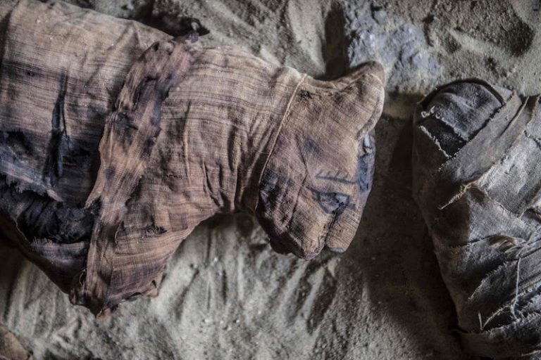 Antik Mısır Mezarında Mumyalanmış Kediler ve Bok Böcekleri Bulundu