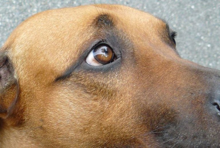 köpek psikoloğu