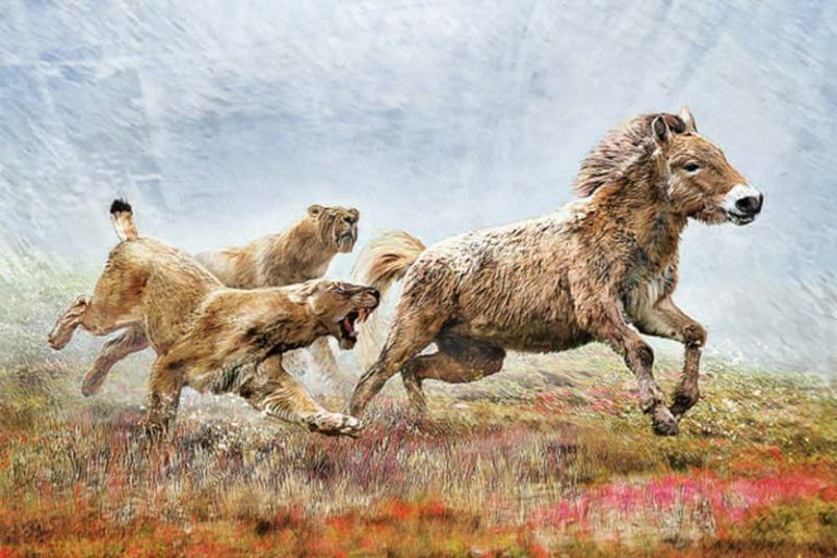 Kılıç Dişli Kedinin Sosyal Hayatı Antik DNA ile Ortaya Çıktı Arkeofili