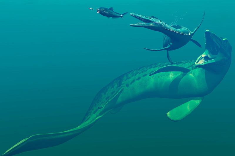 Dinozor Caginin Lider Okyanus Avcisi Mosasaurus Arkeofili