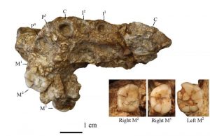Çin’de Bulunan Homo erectus, Bölgenin İlk Sakinlerinden Olabilir