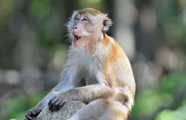 two animal monkey mating sex love two animal monkey mating sex love