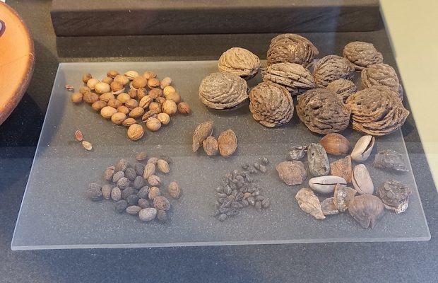 Antichi snack romani trovati durante gli scavi del Colosseo