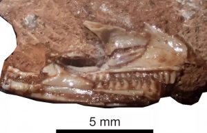Bu Fosil, Bilinen En Eski Modern Kertenkele Çıktı
