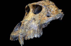 İnsan Fosillerini Tarihlemek için Maymun Dişleri Kullanmak
