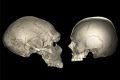 Yüzlerimiz Neden Neandertal ve Şempanzeden Daha Küçük?