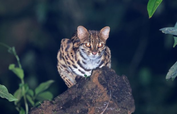 Evcil Kediler, İnsanlarla Yaşayan İlk Kedigiller Değildi