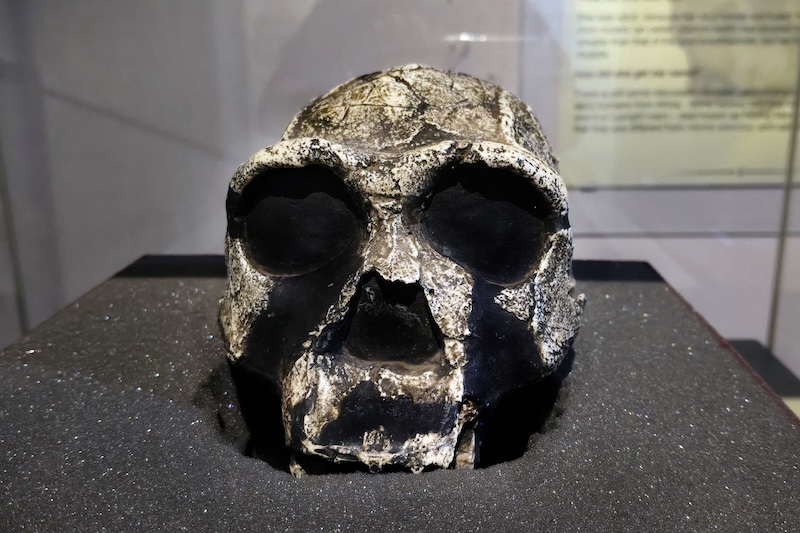 Tarihöncesi İnsanlar İki Ayrı ‘Süper Arkaik’ Türle Çiftleşmiş Olabilir