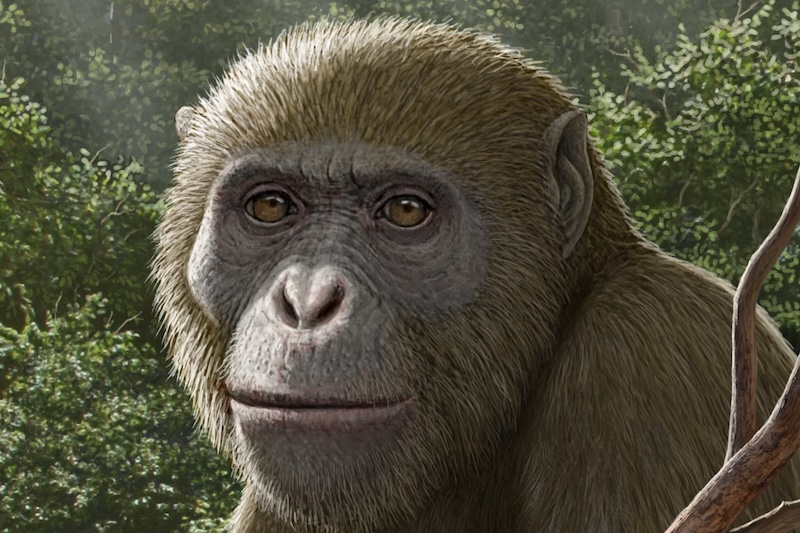 Mısır’da Bulunan Fosil, Kuyruksuz Maymunların Atası Olabilir