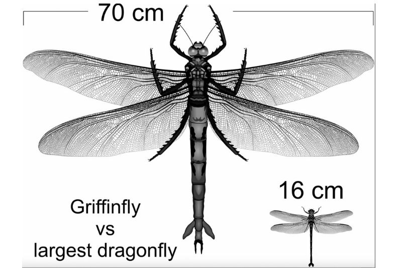 Dev Böceklerin Boyutu Gerçekten Yüksek Oksijene mi Bağlıydı?
