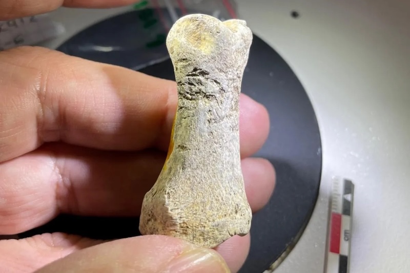 Neandertaller Gergedan ve At Kemiğinden Alet Yapıyordu