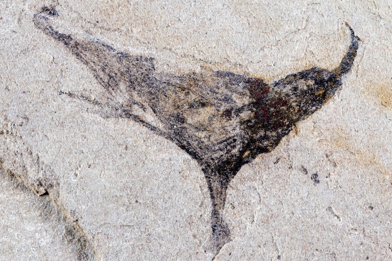 Karmaşık Canlıların Evrimine Dair Çok Erken Kanıtlar Bulundu